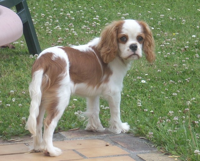 Cavalier King Charles : Harper du rocher de la Garelire